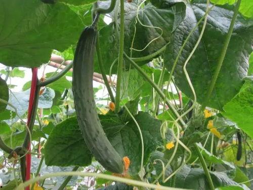 最新黄瓜爆料视频,揭秘田间秘密，带你走进黄瓜生长的奇妙世界